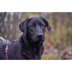 Зорро 3,5 года. ищет семью.