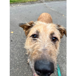 Добрый и очаровательный Гриня ищет дом.