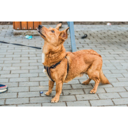 Красивый маленький воспитанный пёсик