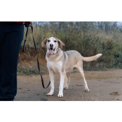 Три года надежды в глазах Рэя.