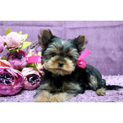 щенки Йоркширского терьера кукольные мальчики