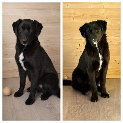 Ричард и Сеня, добрые, умные, контактные щенки-подростки ищут дом