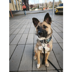 Щенок Монтана