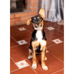 Милейшая обаяшка девочка-щенок Люси ищет дом