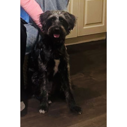 В самые добрые руки пристраивается собака-девочка - Руна.