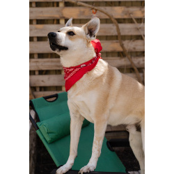 Улыбчивый, ласковый пёс Бейли в добрые руки