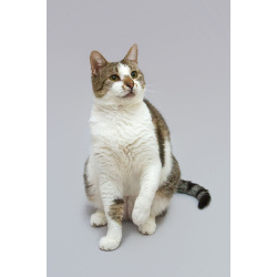 Котик Барсик ищет доброе сердце.