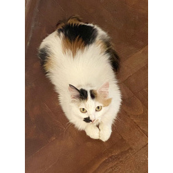 Миниатюрная кошечка Буся в дар.