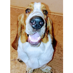 Бассет 3 года