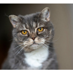 Очаровательная Бамбина. Кошка в добрые руки.