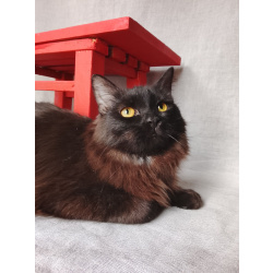 Дотти ищет дом.