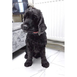 Ищет дом английский кокер-спаниель Даня.