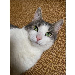 Молодой зеленоглазый кот Федя в добрые руки!