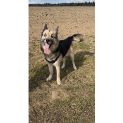 Очаровательный пес Бамси с разноцветными глазами ищет хозяина!