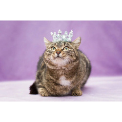 Кошка Леопарда ищет дом