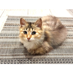 Маленькая Роза. Котенок в добрые руки.