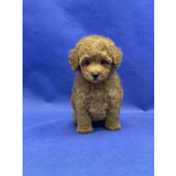 Щенок той пуделя рыжий мальчик Джентли Борн Да Винчи