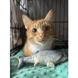 Котик-мурлыка ищет дом