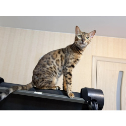 Бенгальский котенок