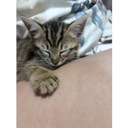 Котенок