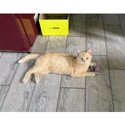Карамельный котенок ищет дом
