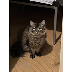 Кошка Лея ищет дом