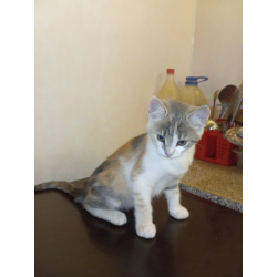 Отдам в зорошие руки котёнка