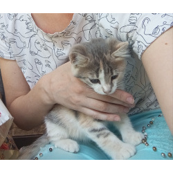 Отдам в хорошие руки котёнка