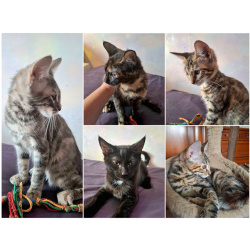Ищут дом самые замечательные малыши-котята