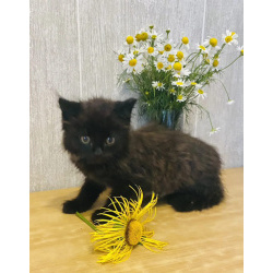 Маленький чёрненький котёнок в добрые руки