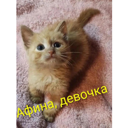 Красивые котята в добрые руки. Рыжие и чёрный дым