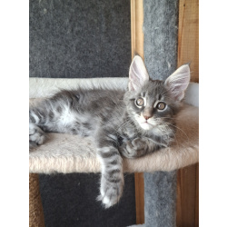 Котенок мейн-кун