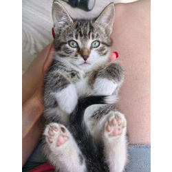Очаровательные котята ищут дом!
