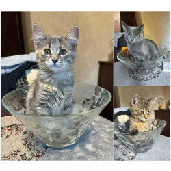 Три маленьких котенка девочки ищут своих хозяев
