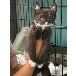 Красивый маленький котёнок Мона в добрые руки