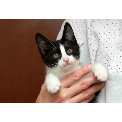 Феликс, красавчик-«маркизик». Котенок в добрые руки.