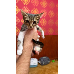 Котёнок Масяня ищет дом