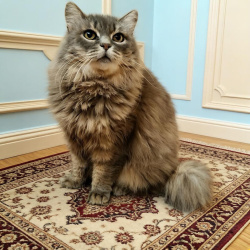 Ищем дом для молодой (2 года) кошечки по имени Дымка.