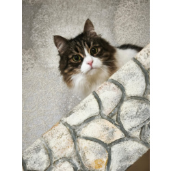 Котик Милан срочно ищет дом!