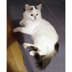 Домашний уютный котик Кузя в добрые руки