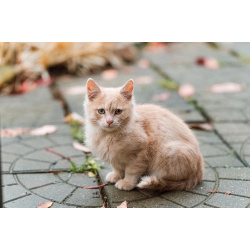 Одам котят в хорошую, добрую семью.