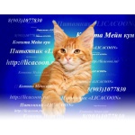 Мейн Кун - Чистокровные Котята!