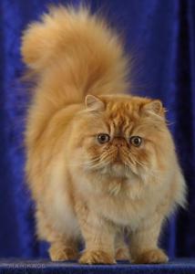 Персидская кошка. Характер, болезни, фото и уход
