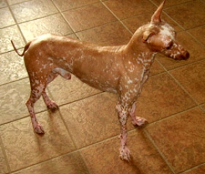 Перуанская голая собака или орхидея инков