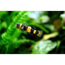 Брахигобиус (Brachygobius xanthozona)