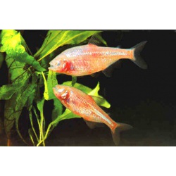 Астианакс мексиканский (Astyanax fasciatus mexicanus )