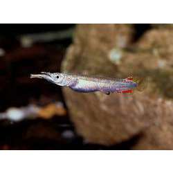 Дермогенис карликовый. Полурыл бойцовый. (Dermogenys pusillus )