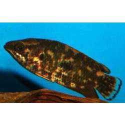 Ктенопома шоколадная (Ctenopoma oxyrhynchus)