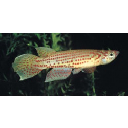 Эпиплатис макростигма (Epiplatys macrostigma)