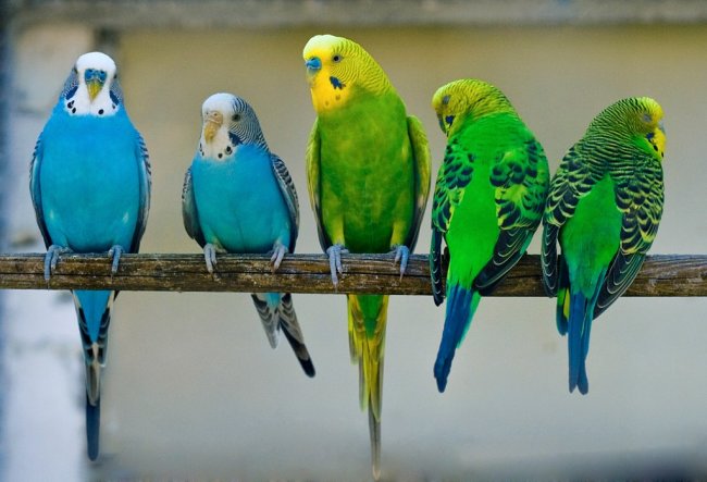 Определяем пол и возраст волнистого попугайчика по восковице